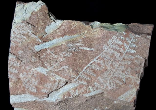 Sphenopteris sp. STERNBERG 1825 - Bild © FossNet FossilienStore